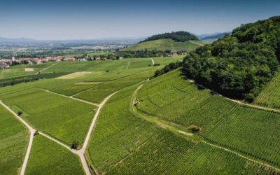 Weingut Martin Waßmer – Baden